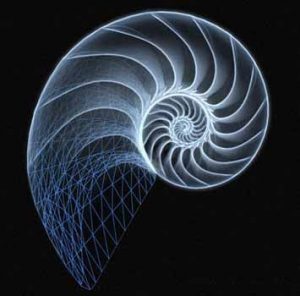 Nautilus Shell Design by TheMajesticCarnival on DeviantArt